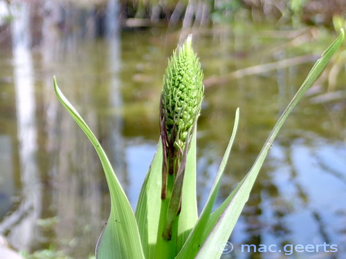 Scilla natalensis